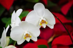 Orchids at the San Antonio Botanical Garden