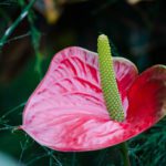 Photograph of a holiday flower