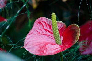 Photograph of a holiday flower