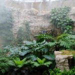 Fern Room at San Antonio Botanical Garden