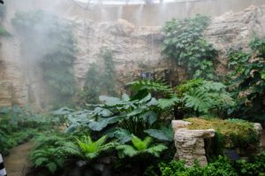 Fern Room at San Antonio Botanical Garden