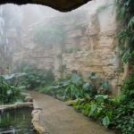 Fern Room at San Antonio Botanical Garden