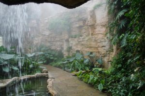 Fern Room at San Antonio Botanical Garden