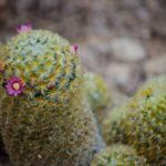 Little Baby Cactus with flowers