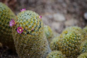 Little Baby Cactus with flowers