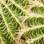 Close Up of Cactus Pricklies