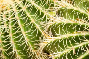 Close Up of Cactus Pricklies