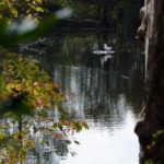 A photograph of a duck and a turtle perched on an outcropping.