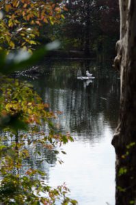 A photograph of a duck and a turtle perched on an outcropping.