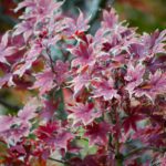 Photograph of Colorful Winter Leaves