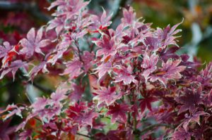 Photograph of Colorful Winter Leaves